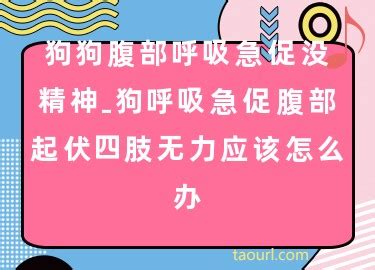 狗呼吸急促腹部起伏四肢无力应该怎么办-图1