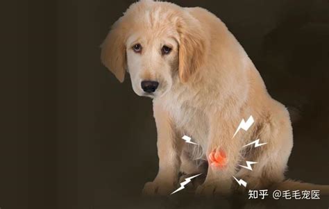 狗狗髌骨脱位吃药能好吗-图1