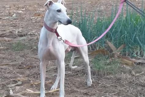 5个月的灵缇犬好养活吗-图1