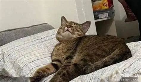 猫发出低沉的震动声是怎么回事-图1