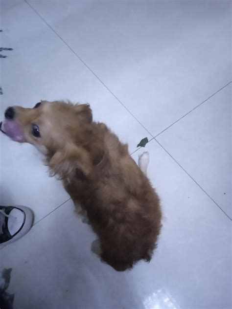 狗狗瘫痪了怎么排便啊-图1