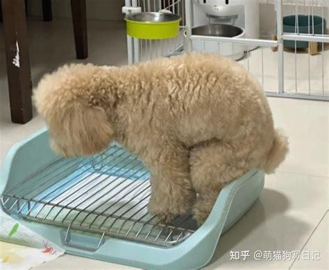 狗一天拉几次尿-图1