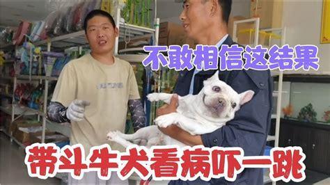 狗配种一直流血-图1
