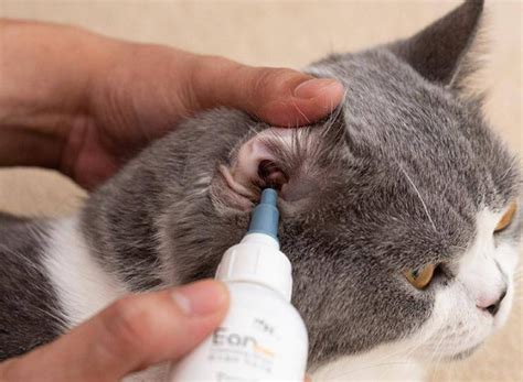 猫耳螨用什么药治疗的最彻底-图1