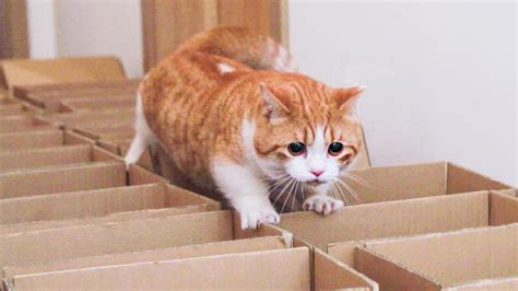 猫和狗哪个智商高