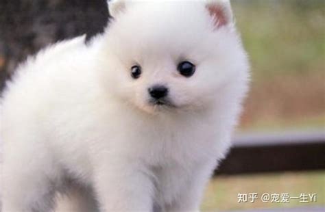 狗身上有伤口用什么药比较好