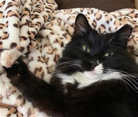猫故意踩你一脚过去-图1