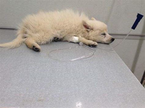 狗狗的肠胃炎死亡率高吗?