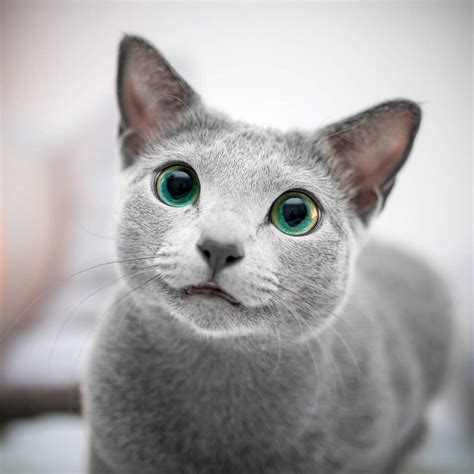500元的俄罗斯蓝猫是真的吗-图1