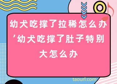狗狗吃撑了肚子特别大怎么办-图1