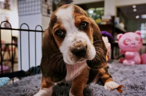 500元的巴吉度犬是真的吗-图1