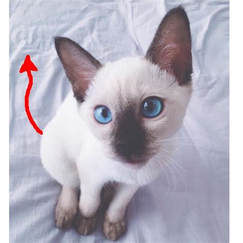 5个月的暹罗猫好养活吗-图1