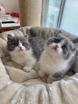 家猫难产怎么办？如何帮助你的爱猫顺利分娩？-1