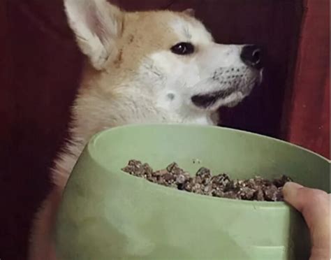 狗狗怀孕不吃狗粮怎么办啊-图1