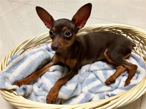 5个月的小鹿犬好养活吗-图1