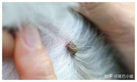 狗狗身上有很多蜱虫怎么办-图1
