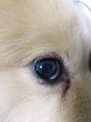狗狗眼皮上面长红疙瘩而且肿了怎么回事-图1