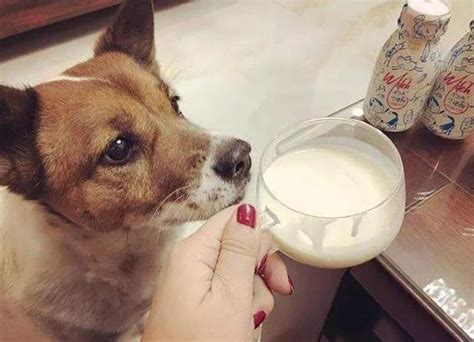 小奶狗能吃酸奶吗