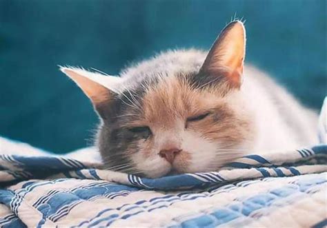 猫感冒了能自愈吗-图1