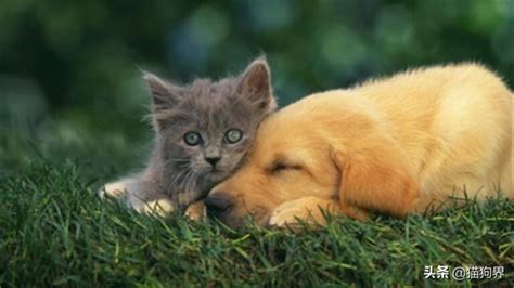 猫狗为什么可以和人类相处-图1