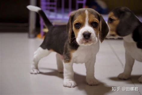 500元的比格犬是真的吗-图1