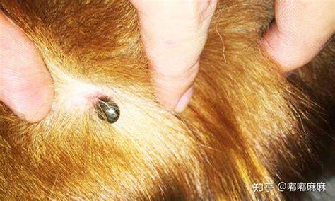 狗狗身上发现蜱虫怎么办啊-图1