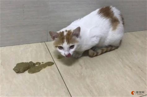 猫隔三差五的呕吐是什么原因