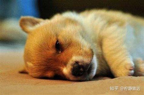 小狗狗拉稀吃什么药-图1