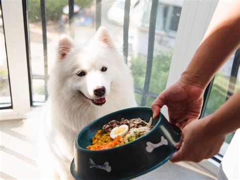 宠物狗可以吃什么食物