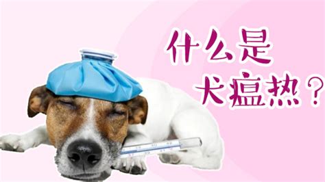 狗狗为什么得犬瘟热啊