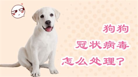 怎样防止狗狗得细小病毒