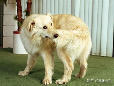 狗狗经常咬自己的脚是为什么