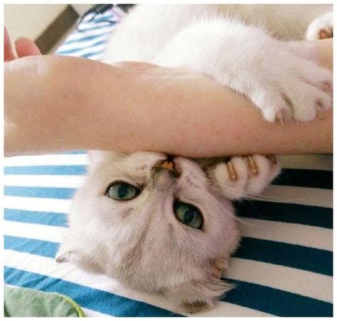 家里母猫突然变得很粘人-图1