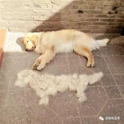 什么狗掉毛少-图1