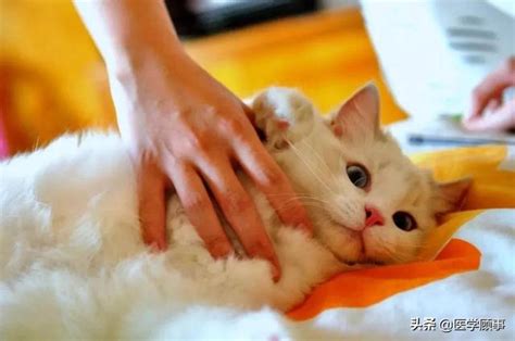 猫咕噜咕噜叫怎么回事-图1
