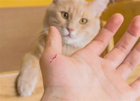 猫隔着衣服抓出了红痕
