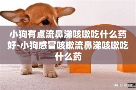 流鼻涕的狗吃什么药好-图1