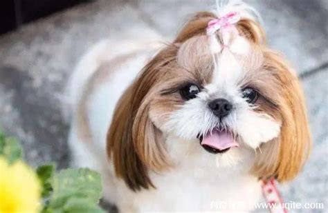 5个月的西施犬好养活吗