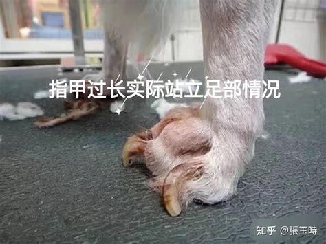 狗狗断血线多久能正常行走-图1
