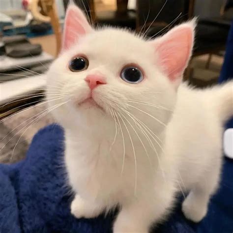 可爱小猫咪的图片卖萌-图1