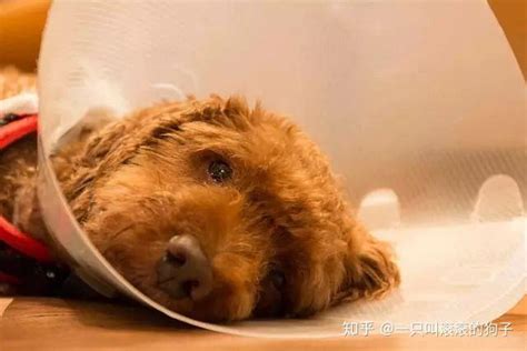 狗狗身体可以用酒精消毒吗-图1
