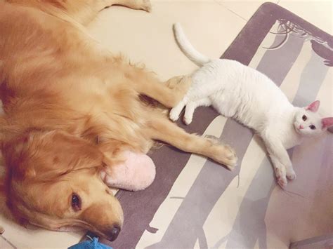 猫狗可以一起来养吗-图1