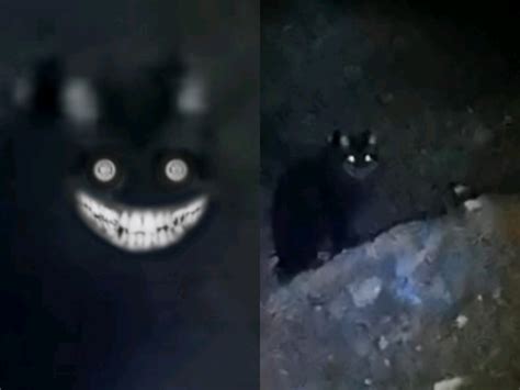 恐怖微笑猫图片吓人-图1