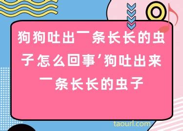 狗狗吐出来长长的虫子怎么办-图1