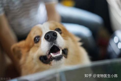 狗狗稍一运动就喘得厉害-图1