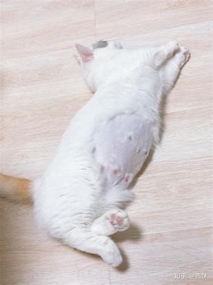 猫刚生了一窝又怀孕了-图1