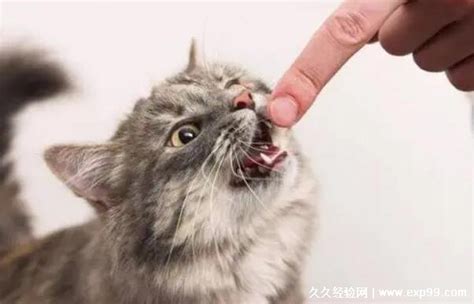 狗狗被野猫抓了要打针吗-图1
