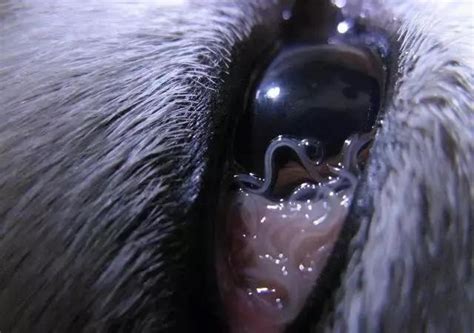 狗狗眼睛里有线虫怎么办-图1