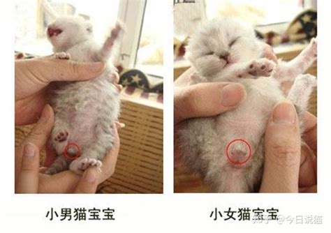猫刚出生怎么分辨公母-图1