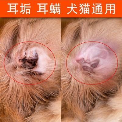 狗狗耳朵里面发红怎么办-图1
